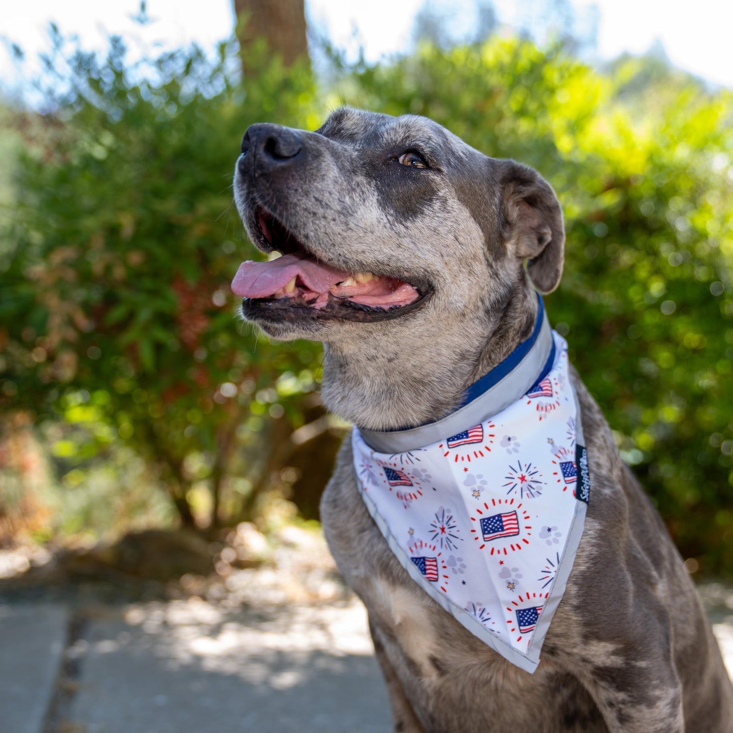 4Th of July Bandana for Large and Small Pets. Reflective Accessories for Walking Camping and off Leash Exploration 2 Pack. (Medium)